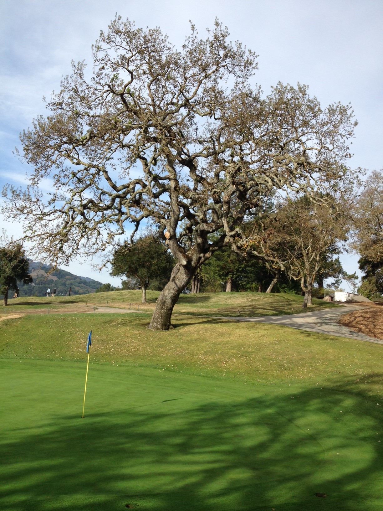 2nd Hole Tree